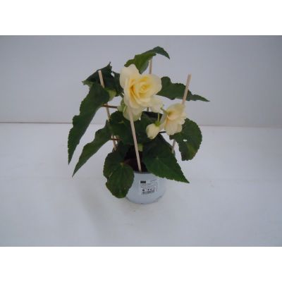 Begonia tuberhybrida Chardonnay Knollenbegonie - hängend, gestäbt 120075