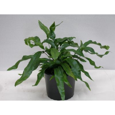 Microsorum diversifolium Känguru-Farn 125274