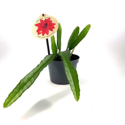 Epiphyllum-Hybriden 'Red Orchid Cactus' Blattkaktus mit roten Blüten 125281