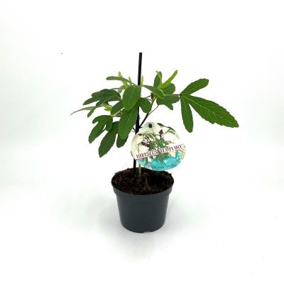 Hibiscus sabdariffa 'Tea Plant' Roselle 125283