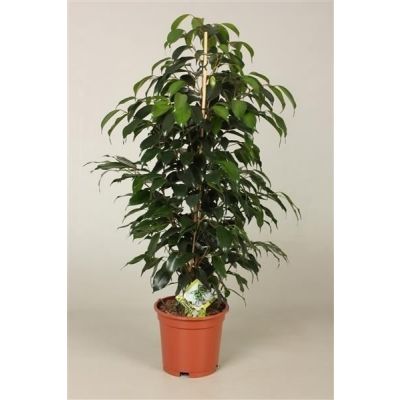Ficus Danielle ficus benjamina danielle(r) 127172