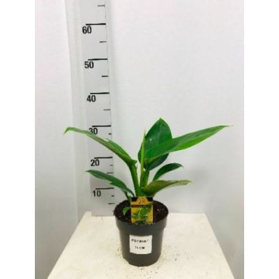 Philodendron Imperial Green  120115