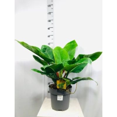 Philodendron Imperial Green  120116