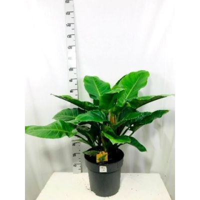 Philodendron Imperial Green  120117
