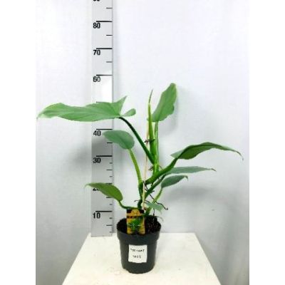 Philodendron Silver Queen  120122