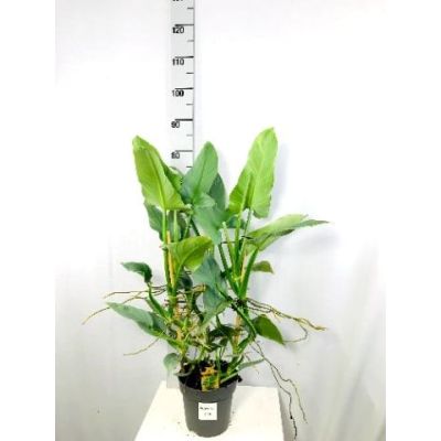 Philodendron Silver Queen  120123