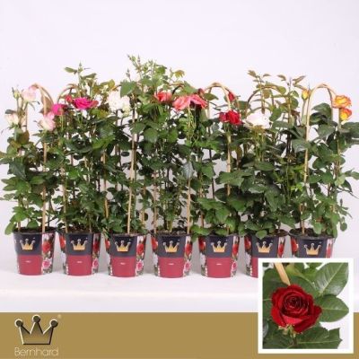 Rosa select gardenroses mixcc 120394