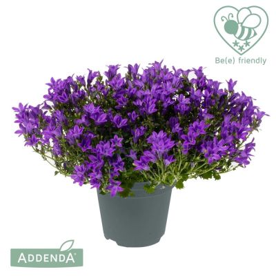 Campanula portenschlagiana Ambella Intense purple 120754