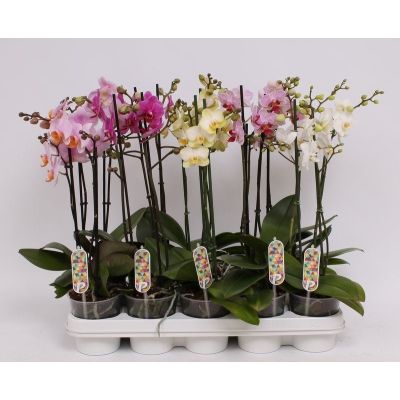 Phalaenopsis Multiflora 2-tak mix 