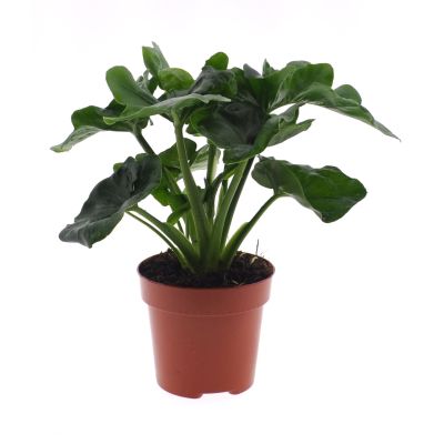 Philodendron Atom  121129