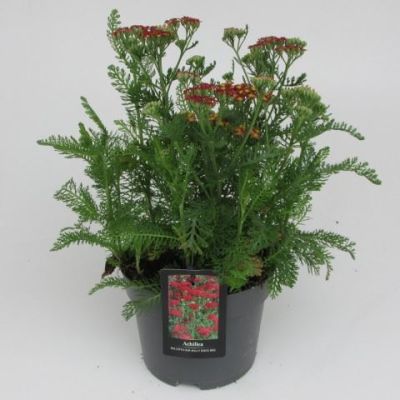 Achillea millefolium achillea millefolium milly rock red 121153