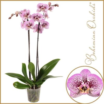 Phalaenopsis Andorra  122914