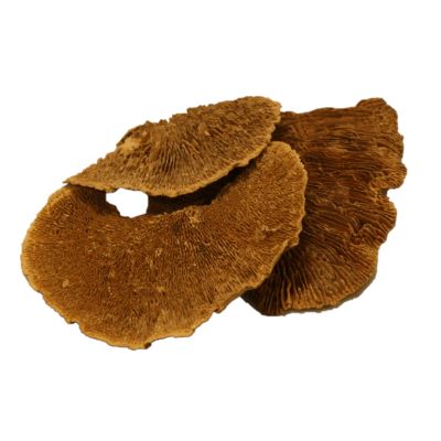 Baumschwamm /Mushroom Sponge 1,5 kg natural 124523