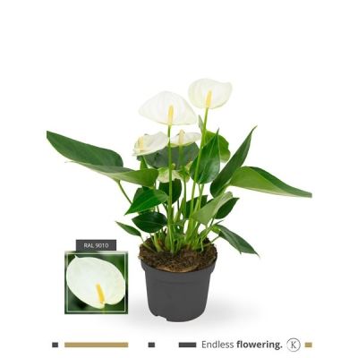 Anthurium Anthedesia White  125089
