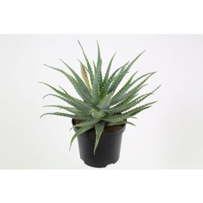 Aloe arborescens + Blüte 125106