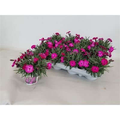 Dianthus Scully  125124