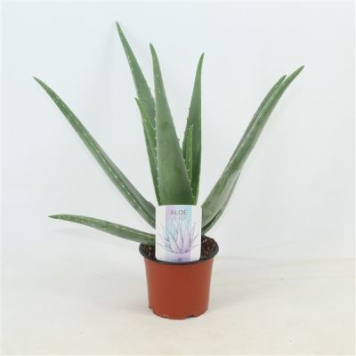 Aloe vera barbadensis 127300
