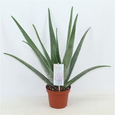 Aloe vera barbadensis 127301