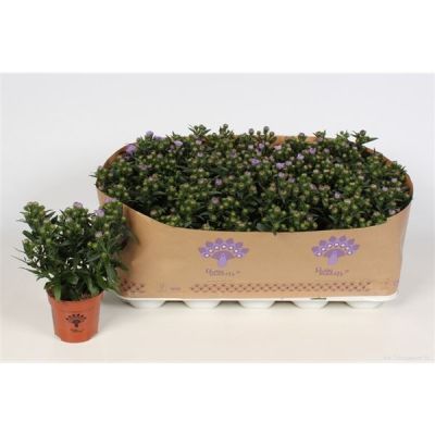 Aster Mystery Lady Demi Aster Showmakers lavender 127305