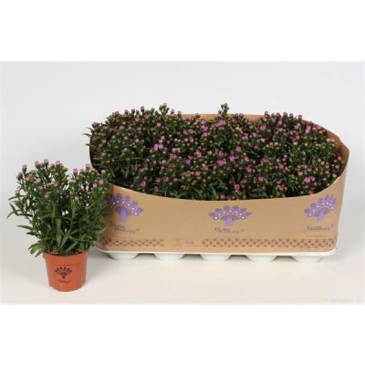 Aster Showmakers Pretty Pink Aster Showmakers Baby Pink 127310