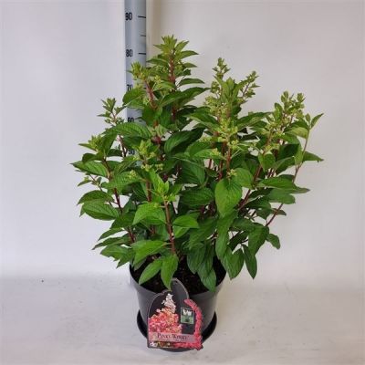 Hydrangea paniculata pinky winky 127356