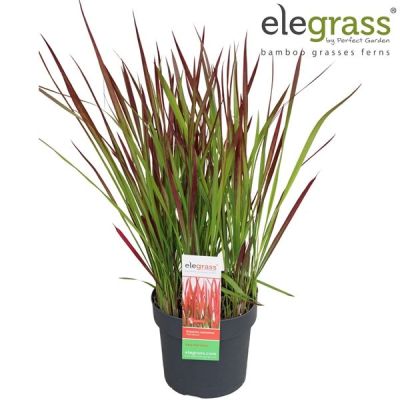 Imperata cylindrica Red  127370
