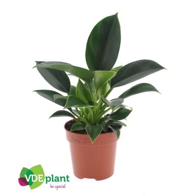 Philodendron Green Princess  127735
