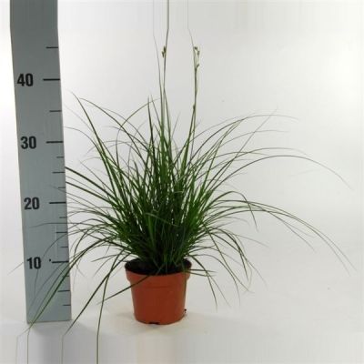 Carex brunnea  127762