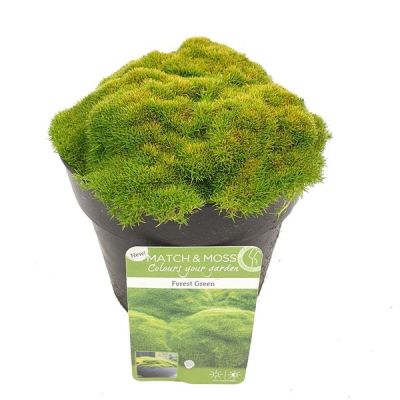 Sagina subulata match & moss'forest green'(r) 127790
