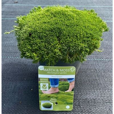 Sagina subulata match & moss'pine green' 127791