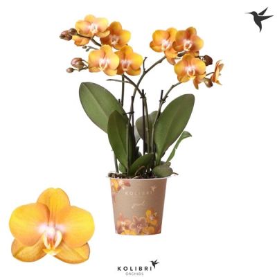 Phalaenopsis Las Vegas 4 Risp 127792