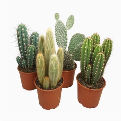 Cactus cactus gemischt opgaande Sorten hoo 128422