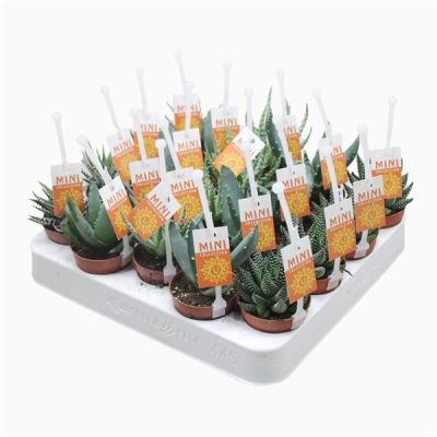 Aloe aloe/hawortia mix met picker und etiket 129194