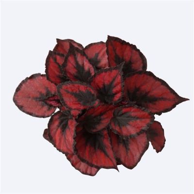 Begonia Magic Colours Red Kiss - 129227