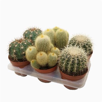 Cactus bolcactus gemischt 129240