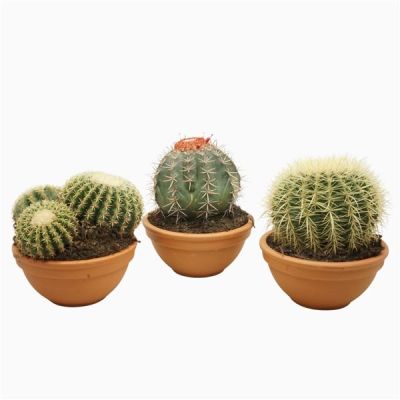 Cactus bolcactus mix 129242