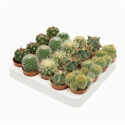 Cactus bolcactus mix 129244