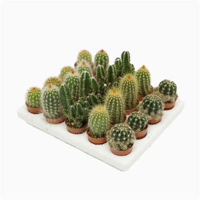 Cactus mini mix 3 cm 129256