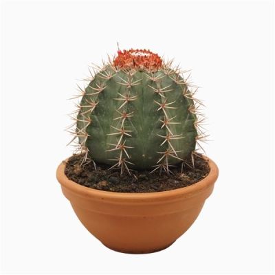 Cactus melocactus bahiensis 129261