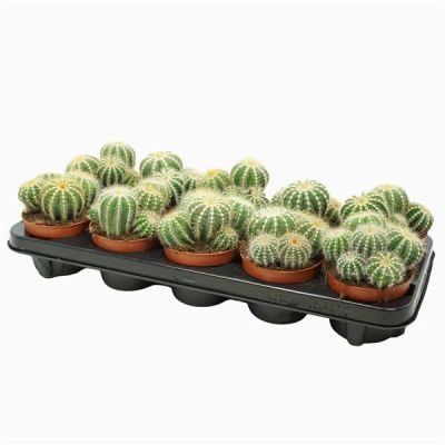 Cactus notocactus magnificus 129263