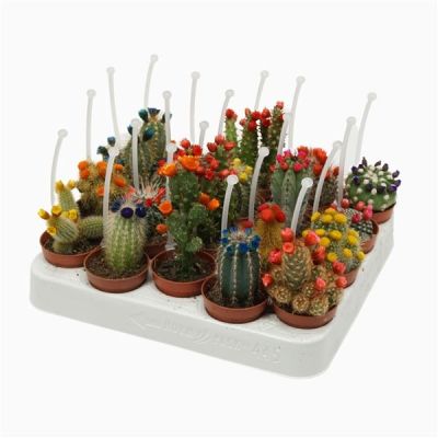 Cactus Kleiner strobloemen met etiket 129267