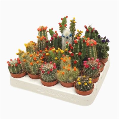 Cactus met Kleiner strobloemen 129268