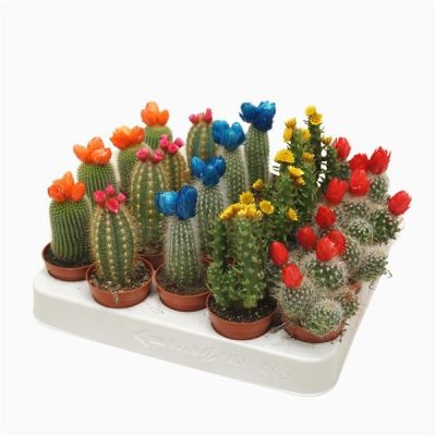 Cactus +strobloem 129270
