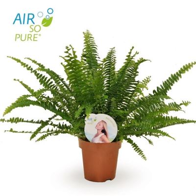 Nephrolepis Green Lady air so pur 129422