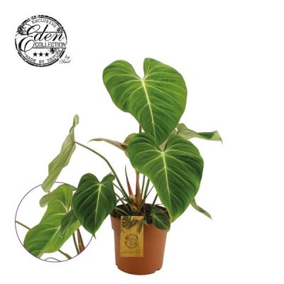 Philodendron  129465