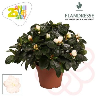Rhododendron azalea 'wit'22-25 129662