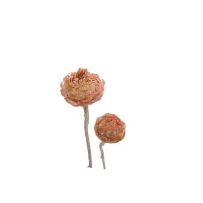 Artischocke Flower 500gr altrosa/pink 131977