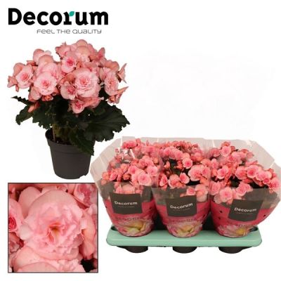 Begonia Move 2 Joy Pink Begonia ''joy pink'' hell rosa Decorum 132026