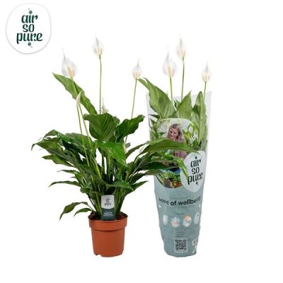 Spathiphyllum Sweet Chico 13 cm Sweet Chico Air So Pure hoes + steker 133257