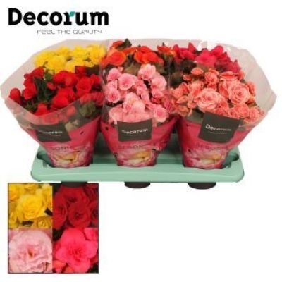 Begonia mix  5 Farben decorum 134285
